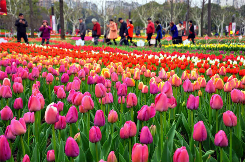 Gak Cuma Belanda Atau Turki Ini Dia Negara Dengan Festival Bunga Tulip Tercantik Priyadi Abadi